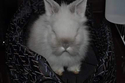 Puck the Bunny Predicts: Canadiens vs Devils