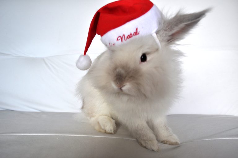 Puck the Bunny Predicts: Canadiens vs Blackhawks