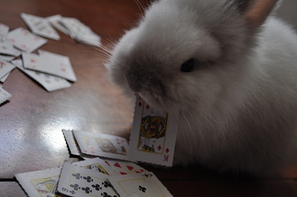 Puck the Bunny Predicts: Canadiens vs Islanders