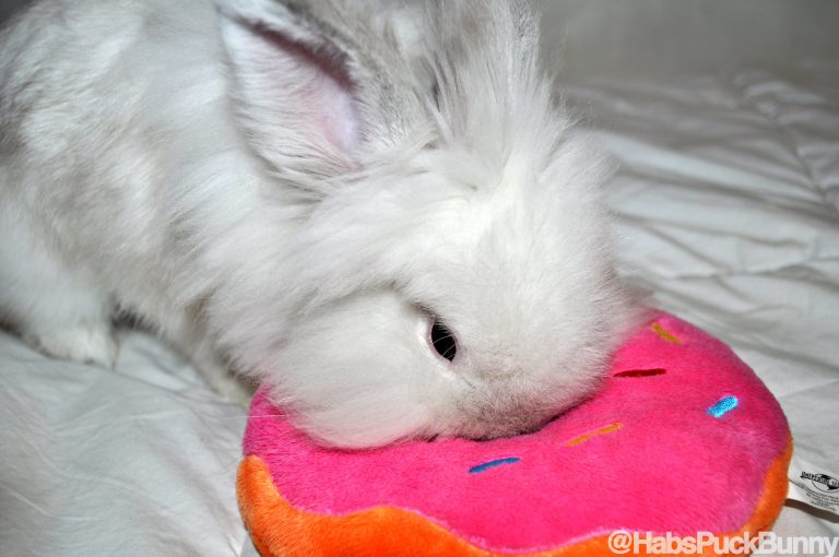 Puck the Bunny Predicts: Canadiens vs Bruins