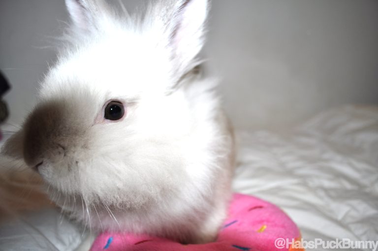 Puck the Bunny Predicts: Blues vs Canadiens