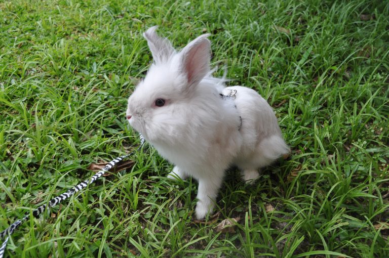 Puck the Bunny Predicts: Jets vs Canadiens