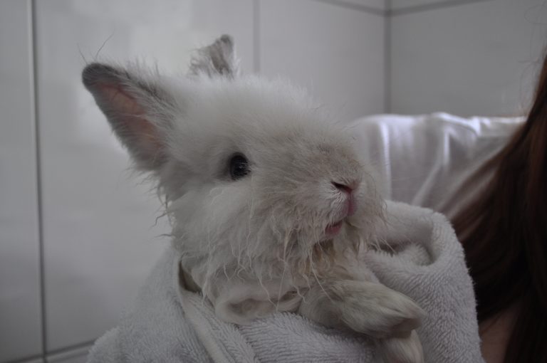 Puck the Bunny Predicts: Canadiens vs Sabres