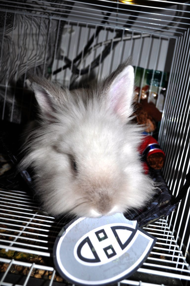 Puck the Bunny Predicts: Canadiens vs Rangers