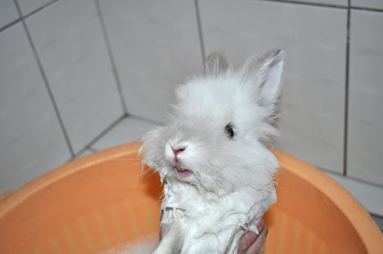 Puck the Bunny Predicts: Montreal Canadiens vs Florida Panthers