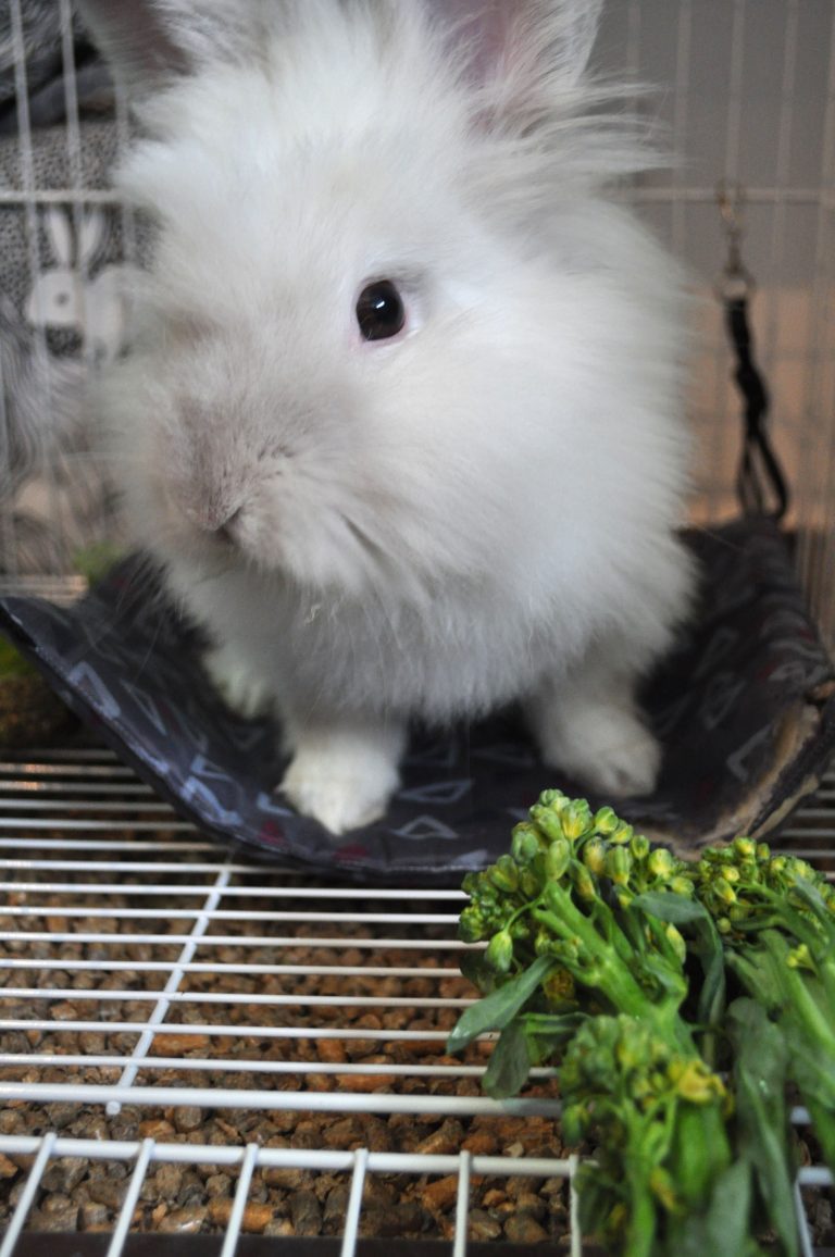 Puck the Bunny Predicts: Montreal Canadiens vs Washington Capitals