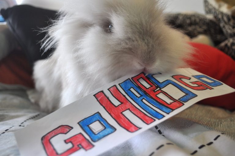 Puck the Bunny Predicts: Montreal Canadiens vs Dallas Stars