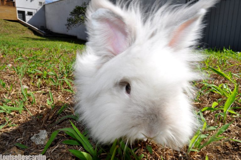 Puck the Bunny Predicts: Montreal Canadiens vs New York Rangers