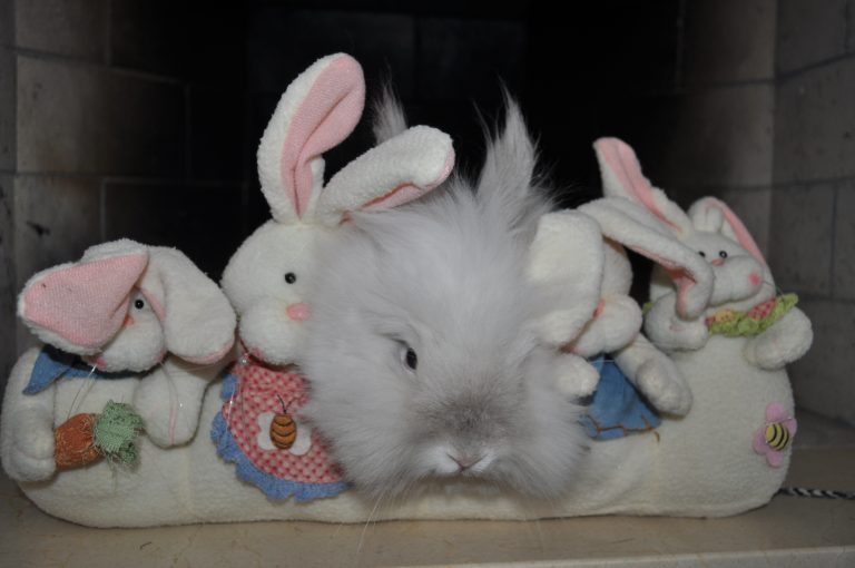 Puck the Bunny Predicts: Montreal Canadiens vs Tampa Bay Lightning