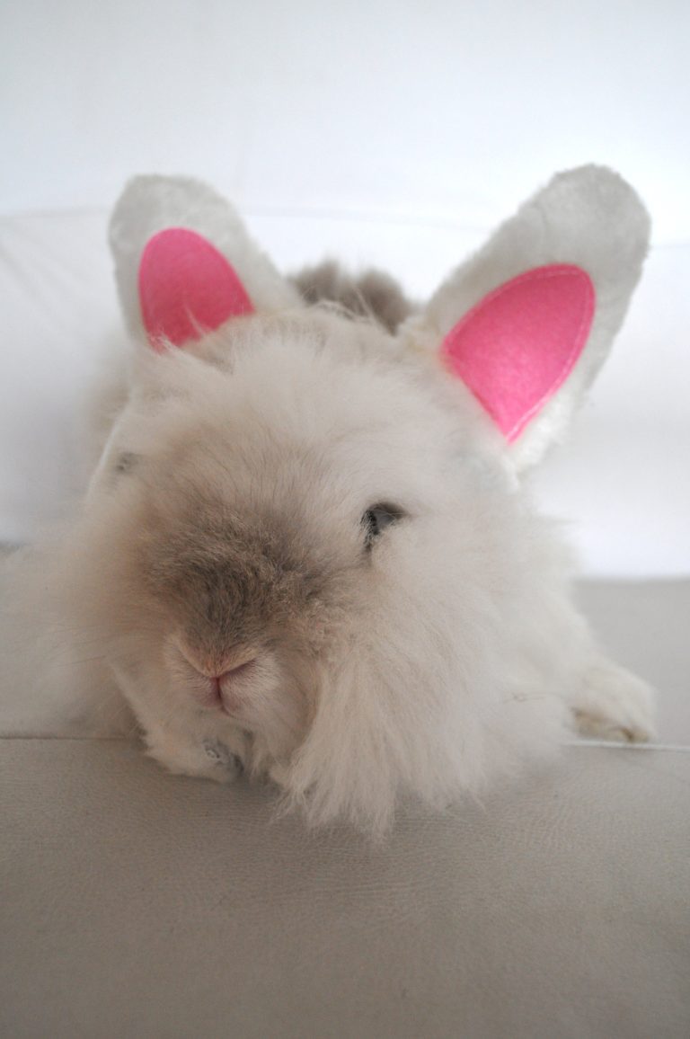 Puck the Bunny Predicts: Montreal Canadiens vs New York Rangers [VIDEO]