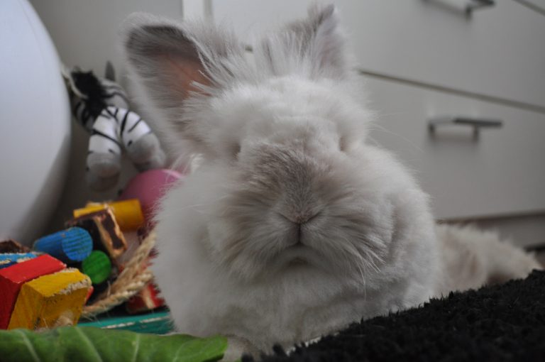 Puck the Bunny Predicts: Montreal Canadiens vs Pittsburgh Penguins [VIDEO]