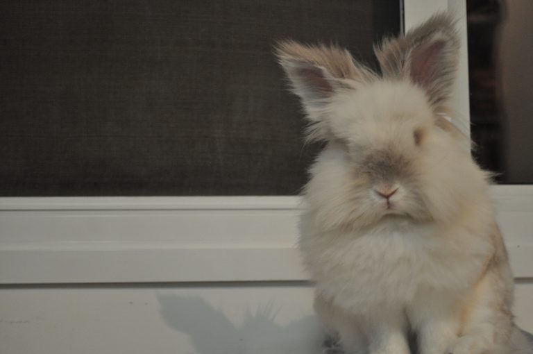 Puck the Bunny Predicts: Montreal Canadiens vs Boston Bruins [VIDEO]