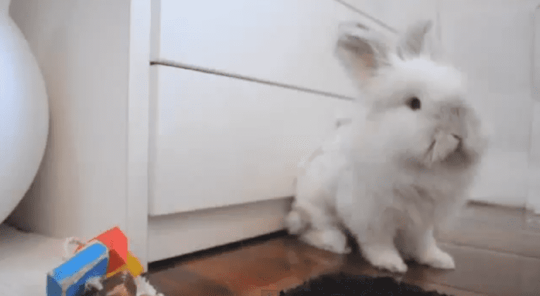 Puck the Bunny Predicts: Montreal Canadiens vs Florida Panthers [VIDEO]