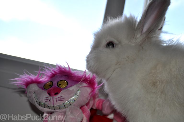 Puck the Bunny Predicts: Montreal Canadiens vs Washington Capitals  [VIDEO]