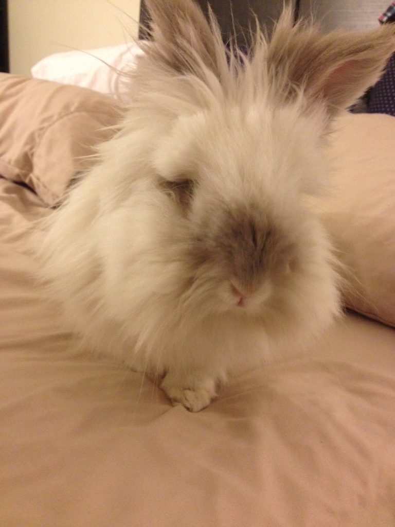 Puck the Bunny Predicts: Montreal Canadiens vs New York Islanders [VIDEO]