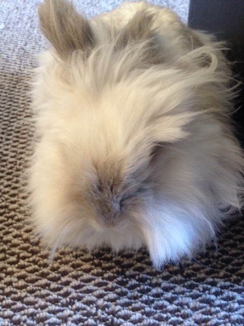 Puck the Bunny Predicts: Montreal Canadiens vs St. Louis Blues [VIDEO]