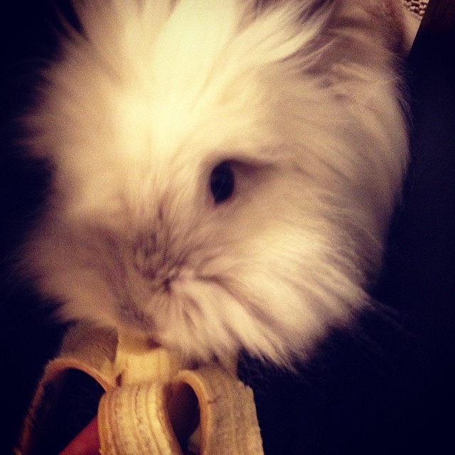 Puck the Bunny Predicts: Montreal Canadiens vs St. Louis Blues [VIDEO]