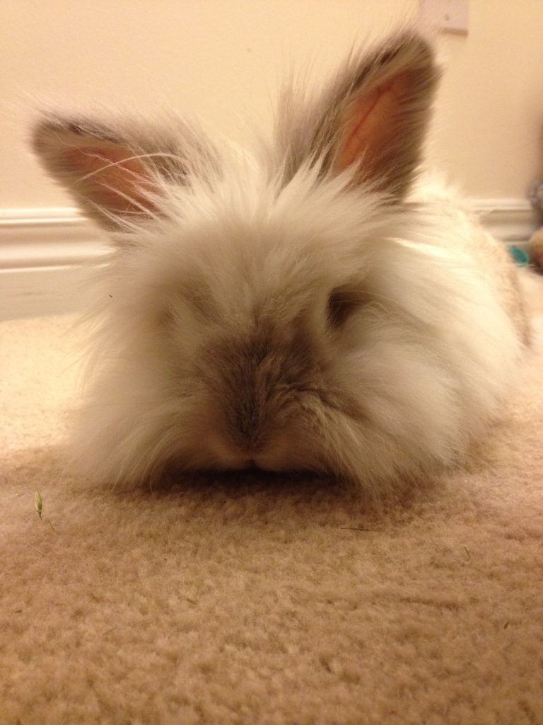 Puck the Bunny Predicts: Montreal Canadiens vs Philadelphia Flyers [VIDEO]