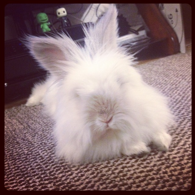 Puck the Bunny Predicts: Montreal Canadiens vs Ottawa Senators [VIDEO]