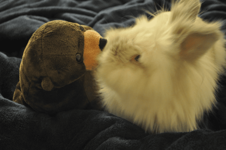 Puck the Bunny Predicts: Montreal Canadiens vs Pittsburgh Penguins [VIDEO]