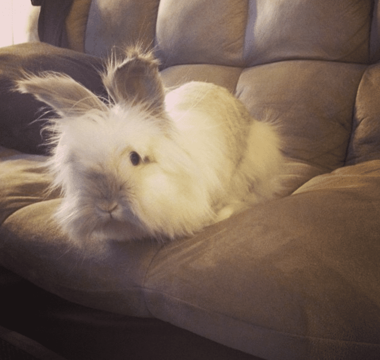 Puck the Bunny Predicts: Montreal Canadiens vs Chicago Blackhawks [VIDEO]