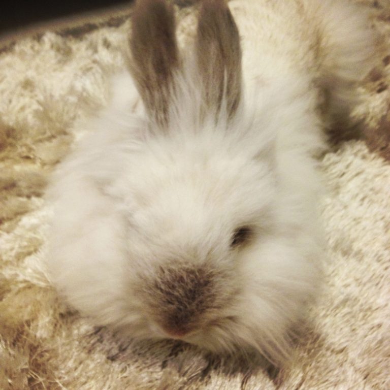 Puck the Bunny Predicts: Montreal Canadiens vs Toronto Maple Leafs [VIDEO]